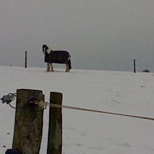 thomas in the snow thomas in the snow